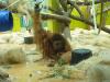Zoo Hellabrunn Orang Utan