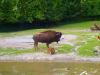 Zoo Hellabrunn Bison mit Jungem