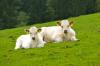 AMMERTAL zwi. Bad Bayersoien u. Saulgrub > Wanderung 6 AMMERTAL zwi. Bad Bayersoien u. Saulgrub > Wanderung 6