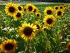 Endlich Sommer und wie 5 Endlich Sommer und wie 5