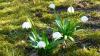 Frühlingsboten 4 Frühlingsboten 4