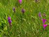 Zwischen Starnberg und Andechs, Radlausflug 2 Zwischen Starnberg und Andechs, Radlausflug 2