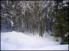 Wintermärchen im Bayerischen Wald 2