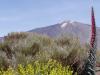 LAS CANADAS > Pico del Teide LAS CANADAS > Pico del Teide