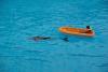 LORO PARQUE > 29_Delphinshow LORO PARQUE > 29_Delphinshow