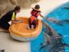 LORO PARQUE > 29_Delphinshow LORO PARQUE > 29_Delphinshow