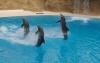 LORO PARQUE > 29_Delphinshow