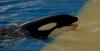 LORO PARQUE > 30_Orca Ocean