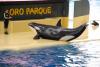 LORO PARQUE > 30_Orca Ocean