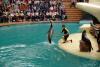 LORO PARQUE > 06_Seelöwenshow LORO PARQUE > 06_Seelöwenshow