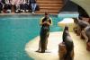LORO PARQUE > 06_Seelöwenshow LORO PARQUE > 06_Seelöwenshow