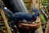 LORO PARQUE > 10_Katandra Treelops > Ein paar Eindrücke LORO PARQUE > 10_Katandra Treelops > Ein paar Eindrücke