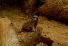 LORO PARQUE > 13_Erdmännchen > Ein paar Eindrücke LORO PARQUE > 13_Erdmännchen > Ein paar Eindrücke