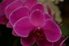 LORO PARQUE > 18_Orchideengarten > Ein paar Eindrücke LORO PARQUE > 18_Orchideengarten > Ein paar Eindrücke