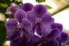 LORO PARQUE > 18_Orchideengarten > Ein paar Eindrücke