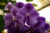 LORO PARQUE > 18_Orchideengarten > Ein paar Eindrücke LORO PARQUE > 18_Orchideengarten > Ein paar Eindrücke