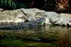 LORO PARQUE > 19_Alligator > Ein paar Eindrücke LORO PARQUE > 19_Alligator > Ein paar Eindrücke