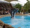 LORO PARQUE > 29_Delphinshow