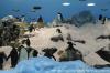 LORO PARQUE 2013 > 05_Planet Penguin > Eishalle der Pinguine