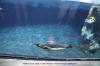 LORO PARQUE 2013 > 05_Planet Penguin > Eishalle der Pinguine LORO PARQUE 2013 > 05_Planet Penguin > Eishalle der Pinguine