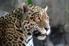Loro Park 209 800 Loro Park 209 800