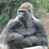 LORO PARQUE 2013 > 04_Flachlandgorilla_IMG_1737a LORO PARQUE 2013 > 04_Flachlandgorilla_IMG_1737a