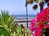 PLAYA DE LAS AMERICAS > Blumenpracht PLAYA DE LAS AMERICAS > Blumenpracht