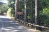BOSQUE DE LA ESPERANZA > Kiefernwald und Eukalyptus säumen den Straßenlauf BOSQUE DE LA ESPERANZA > Kiefernwald und Eukalyptus säumen den Straßenlauf