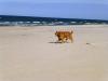 Insel Usedom > Am Hundestrand bei Trassenheide 6 Insel Usedom > Am Hundestrand bei Trassenheide 6
