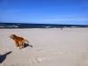 Insel Usedom > Am Hundestrand bei Trassenheide 5