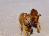 Insel Usedom > Am Hundestrand bei Trassenheide 4