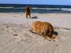 Insel Usedom > Am Hundestrand bei Trassenheide 2 Insel Usedom > Am Hundestrand bei Trassenheide 2