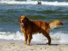 Usedom > Trassenheide > Am Hundestrand 8