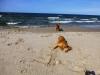 Insel Usedom > Am Hundestrand bei Trassenheide Insel Usedom > Am Hundestrand bei Trassenheide