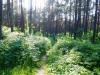 Usedom > Wald vor den Dünen bei Trassenheide und Strand 8