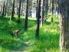 Usedom > Wald vor den Dünen bei Trassenheide und Strand 3