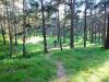Usedom > Wald vor den Dünen bei Trassenheide und Strand Usedom > Wald vor den Dünen bei Trassenheide und Strand