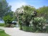 Eriskircher Ried 05.2015 007 Eriskircher Ried 05.2015 007