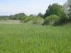 Eriskircher Ried 05.2015 009 Eriskircher Ried 05.2015 009