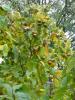 D:BW>Heidelberg>Stückgarten>Frucht1 D:BW>Heidelberg>Stückgarten>Frucht1