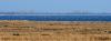 Zingst DSC_6477 Zingst DSC_6477
