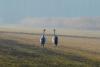 Zingst DSC_6503