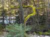 Deininger Weiher u. Zauberwald 4 Deininger Weiher u. Zauberwald 4
