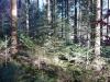 Deininger Weiher u. Zauberwald 5 Deininger Weiher u. Zauberwald 5