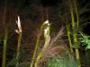 Starker Sturm 2 Starker Sturm 2