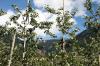 41Trautmannsdorff 187 800 41Trautmannsdorff 187 800