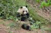 Panda1-11 Panda1-11