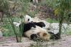 Panda1-15 Panda1-15