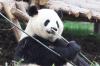 Panda1-16 Panda1-16
