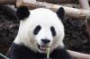 Panda1-17 Panda1-17